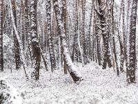 Im winterlichen Kiefernwald